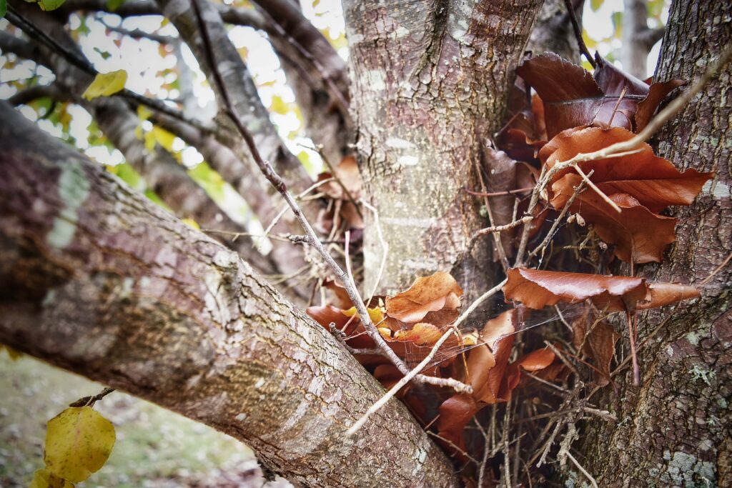 close-up-autumn-leaves-tree-branches-min