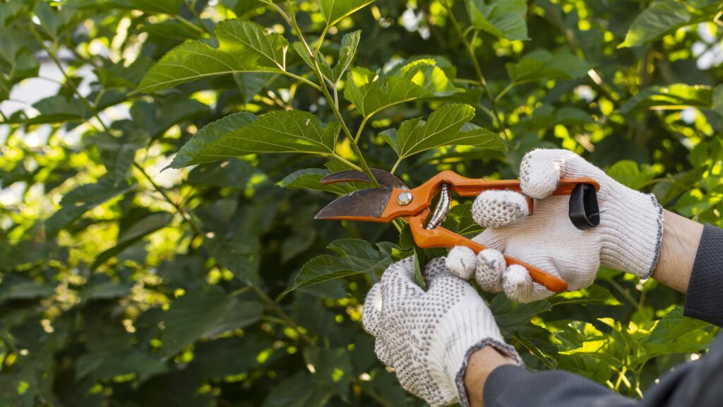 close-up-gardener-taking-care-plants-scaled