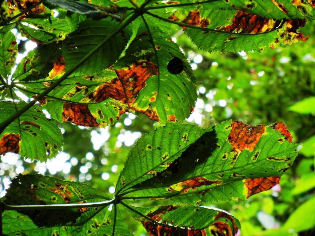 close-up-leaves-tree-min