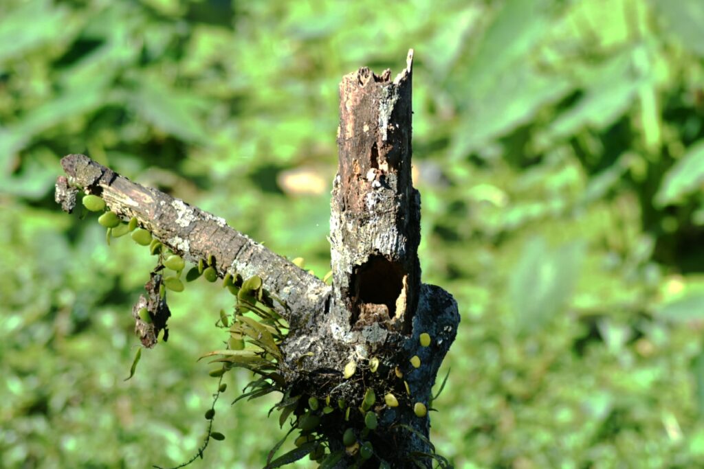 close-up-lizard-tree-stump-min