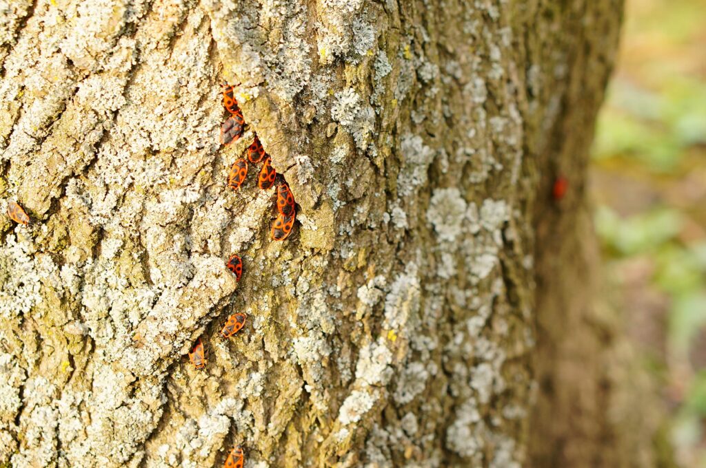 group-firebugs-tree-trunk-with-lichens-min