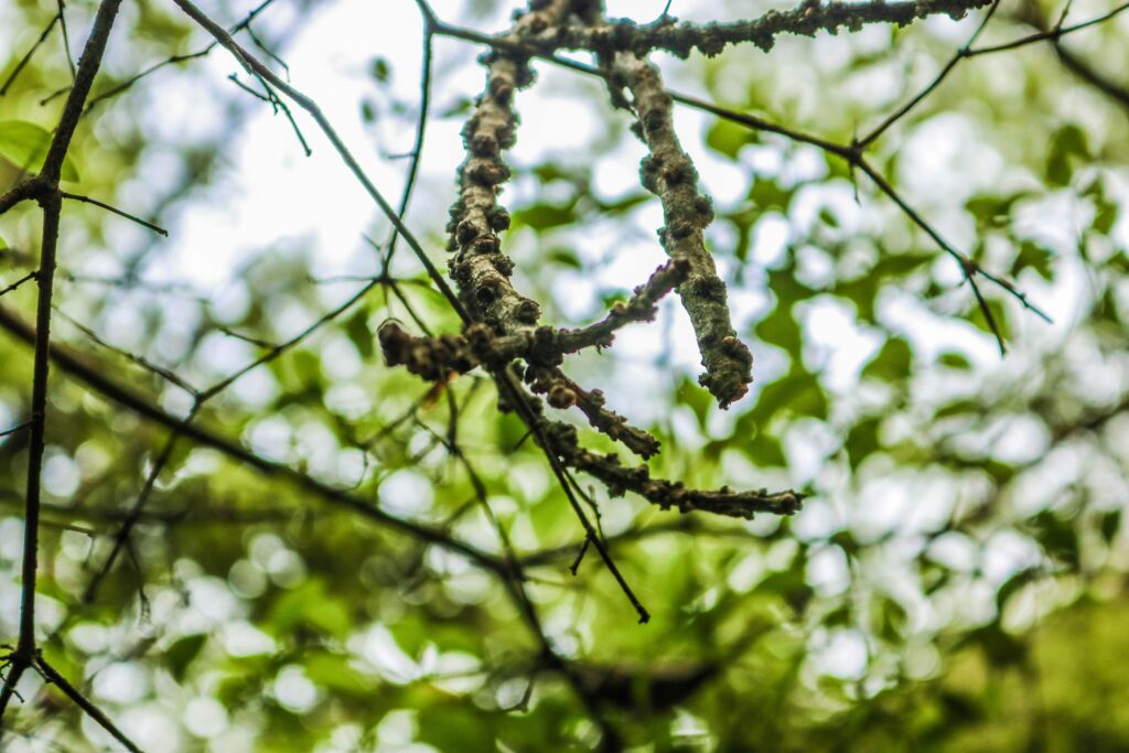 new-fresh-bud-branch-growing-green-min