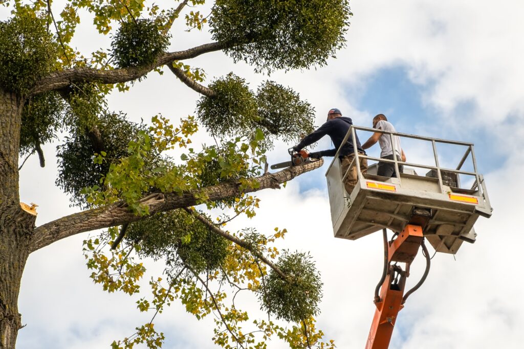 two-male-service-workers-cutting-down-big-tree-branches-with-chainsaw-from-high-chair-lift-platform-min