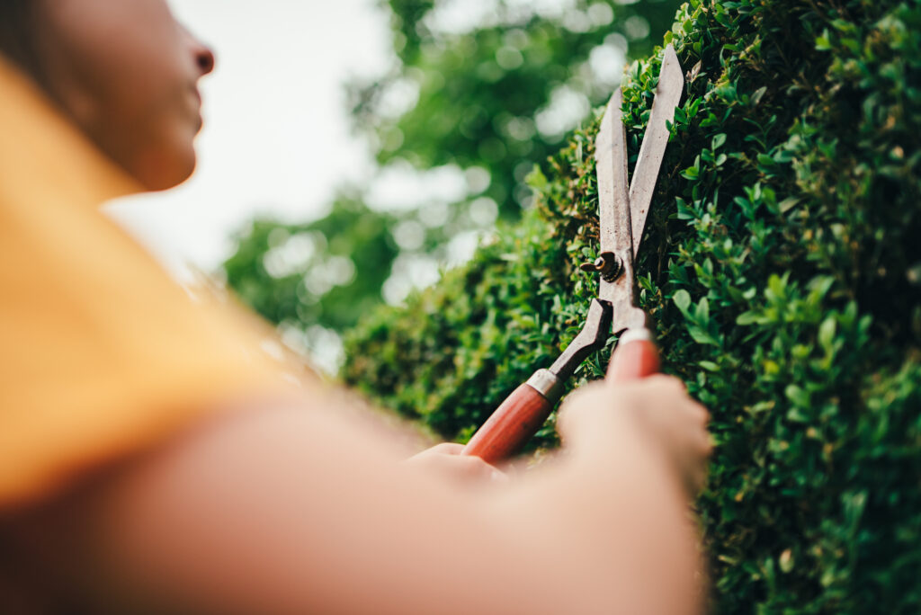 Women pruning hedge with hand shears